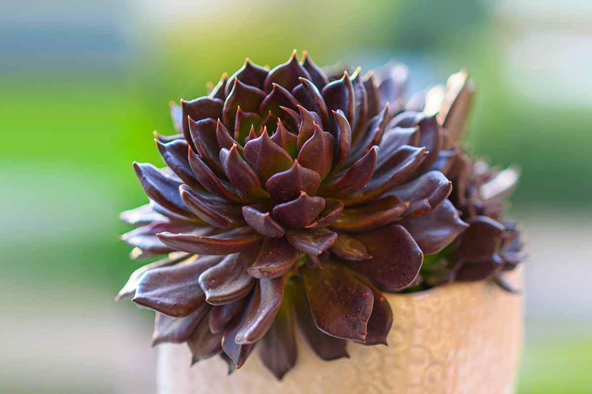 A close up horizontal image of the dark foliage of a Black Prince succulent growing in a decorative pot pictured on a soft focus background.