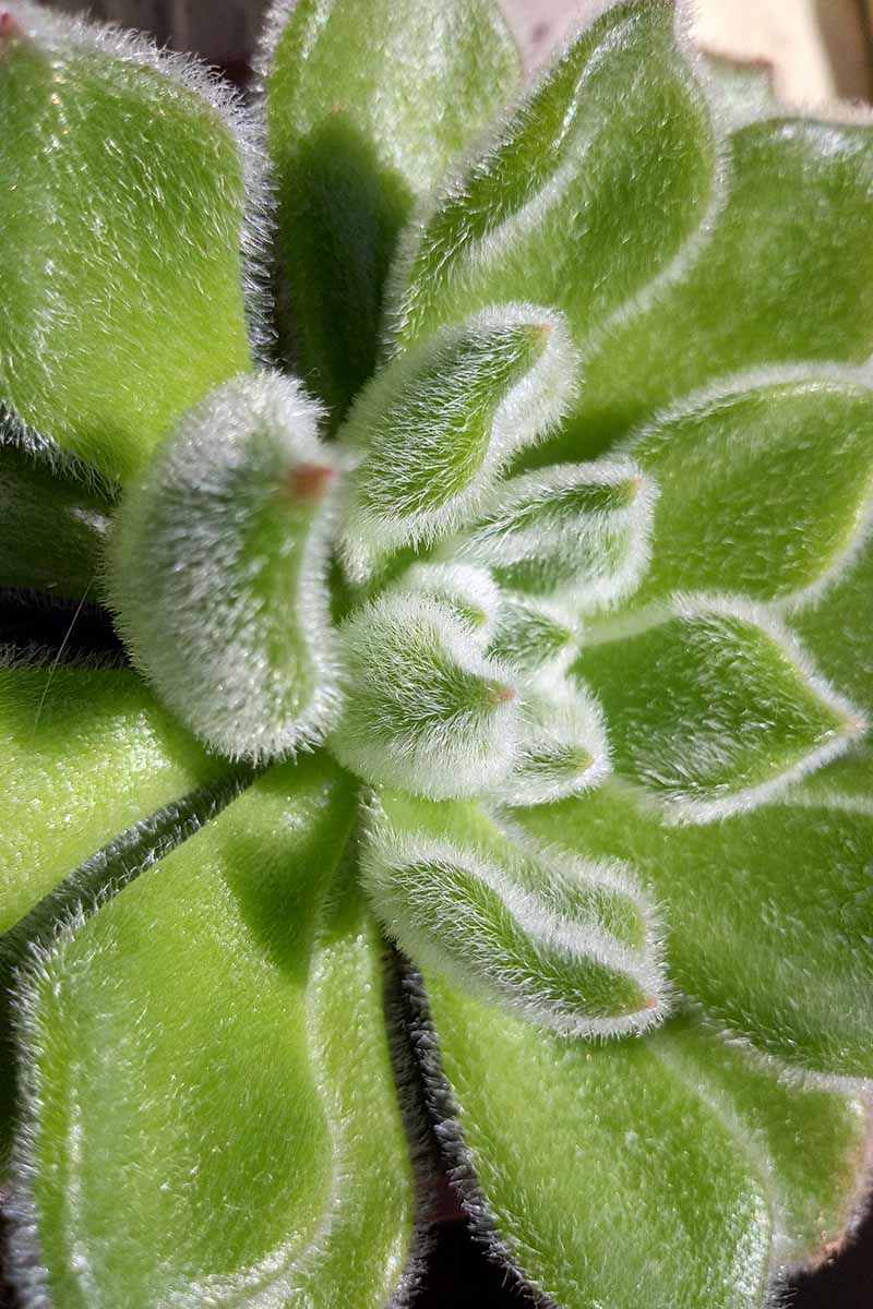 A vertical image of the hairy foliage of a Doris Taylor echeveria succulent.