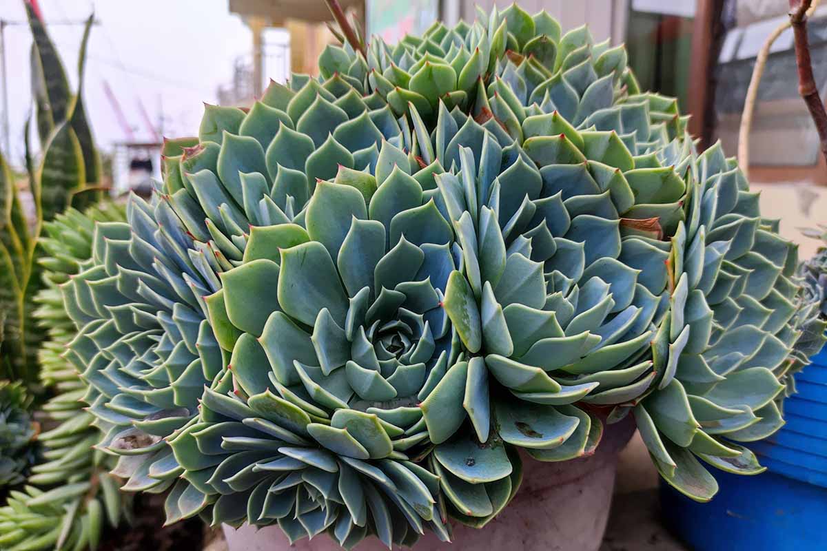 A close up horizontal image of Imbricata echeveria plants growing in a large terra cotta pot.