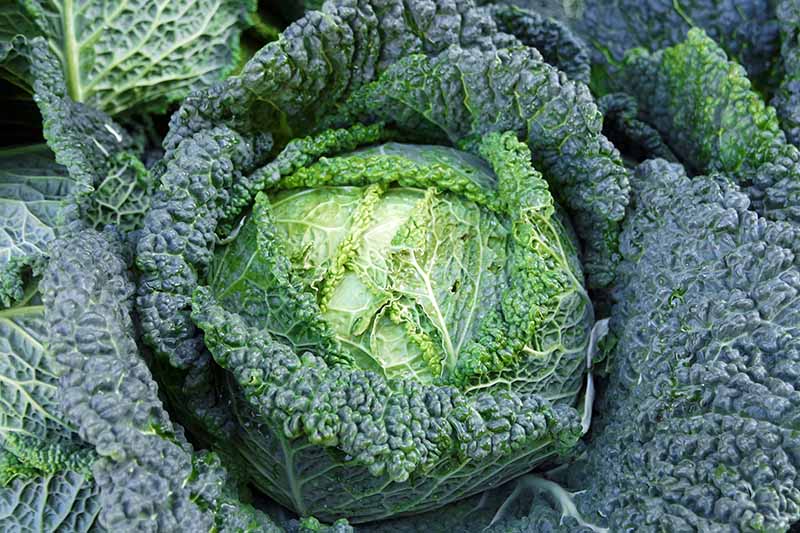 A close up, top down picture of a savoy cabbage head ready for harvest. Large crinkly outer leaves are dark green, with tighter, light green leaves surrounding the head.