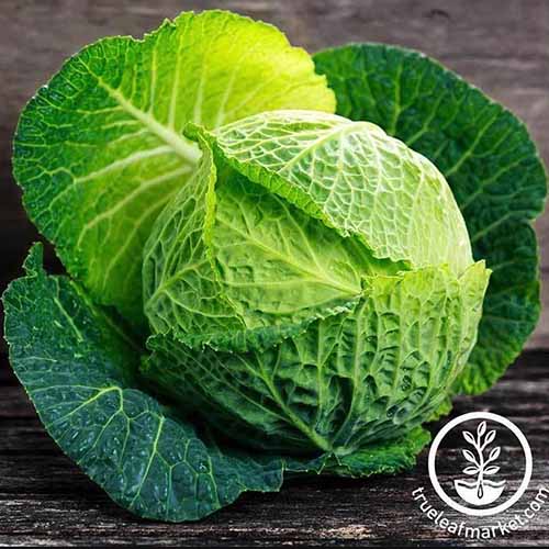 A close up of a cabbage head of the \'Savoy Perfection\' variety on a wooden surface.