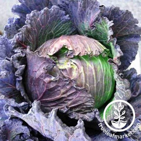 Top down view of purple savoy cabbage plant growing in a garden.
