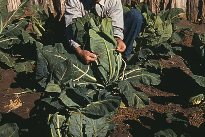 A close up of a man\'s hands tying the large leaves of a cauliflower plant around the the developing head with twine. In the background is soil, a wooden fence, and further plants, in light sunshine.