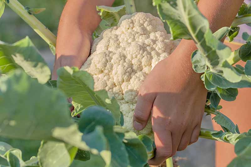 Two hands from the top of the frame grasp a cauliflower head to harvest it from the plant. Large light green leaves are still attached.