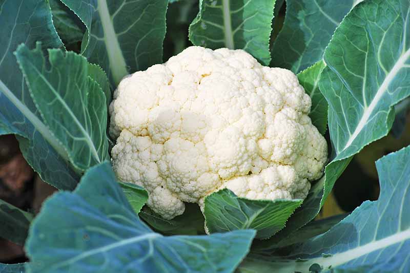 A close up of a creamy white mature cauliflower head nestled between dark green leaves with their white stems, ready for harvest.