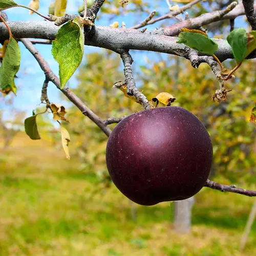A close up square image of an \'Arkansas Black\' apple growing on the tree pictured on a soft focus background.