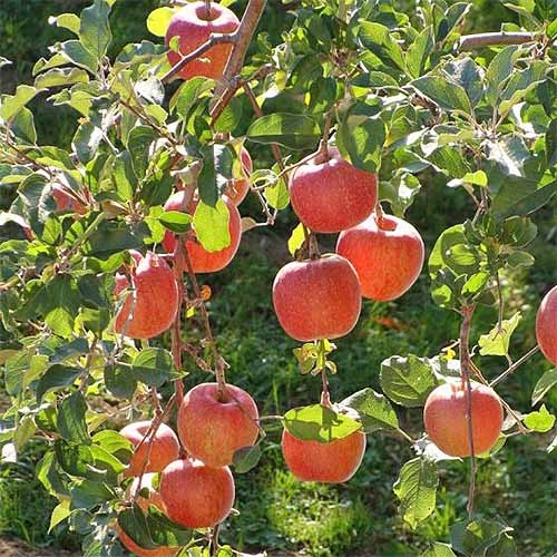 A square image of hanging \'Fuji\' apples growing on a branch with green leaves.