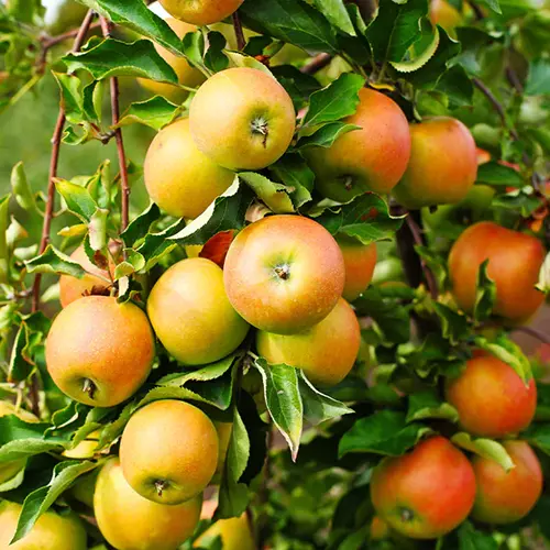 A close up square image of \'Jonagold\' apples growing on the tree, ripe and ready for harvest.