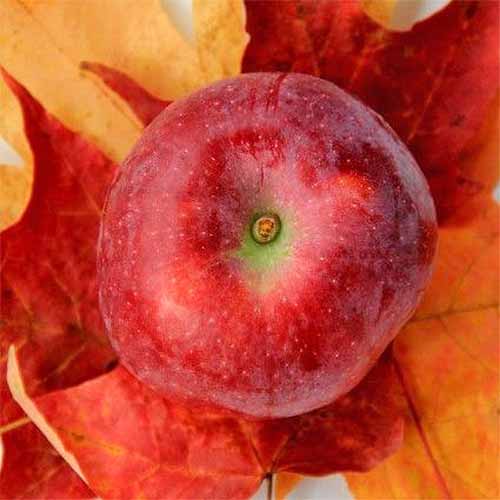 A close up top-down shot of a speckled red \'Macoun\' apple, on top of orange fall leaves.