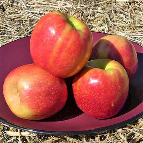 A square image of four red and yellow \'Pink Lady\' apples on a maroon plate, on top of a hay bale.