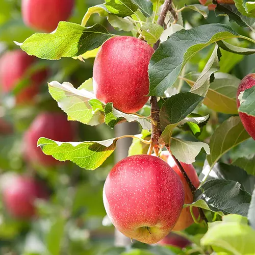 A close up square image of a \'Red Jonathan\' apple tree with ripe fruits ready to harvest.