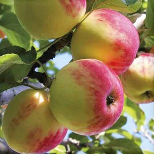 A close up square image of \'Wealthy\' apples with a pink blush, growing on a branch with green leaves.
