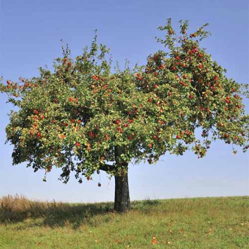 A square image of an \'Empire\' apple tree, growing in a green lawn with a blue sky in the background.