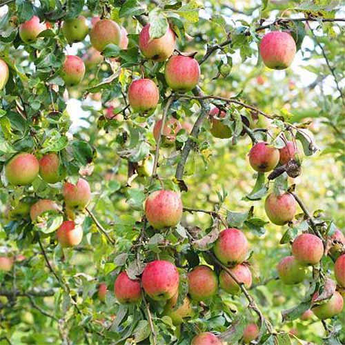 A close up square image of \'Gala\' apples growing on a tree.