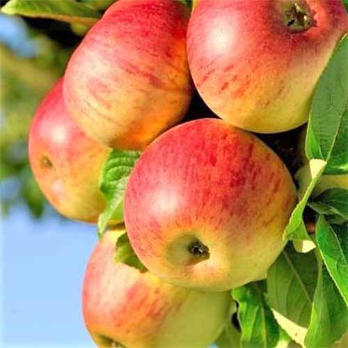 Five red and yellow \'Honeycrisp\' apples growing on a tree branch with green leaves, and a blue sky in the background.