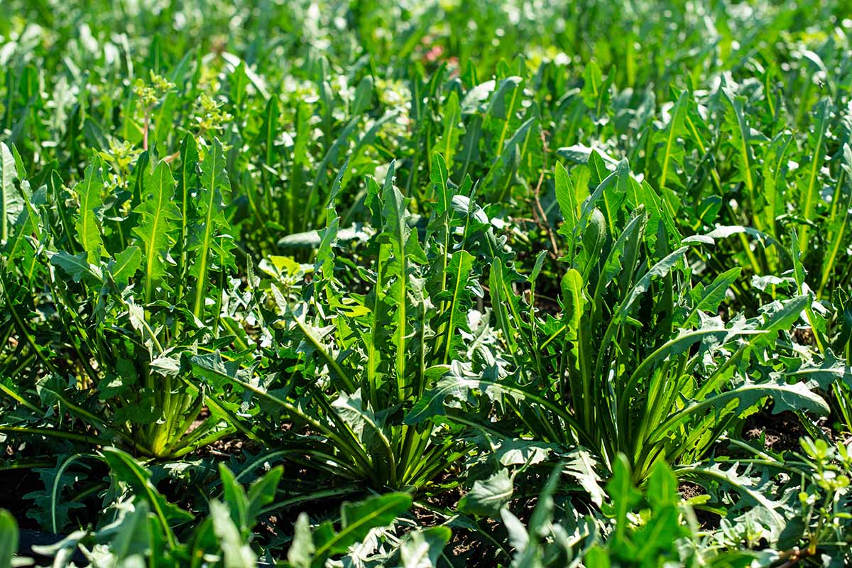 A horizontal photo of rows of chicory plants in a garden.