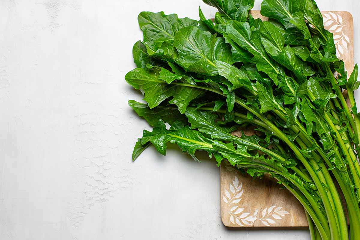 A horizontal photo of fresh chicory greens, fresh leaves across a wooden cutting board on a white table.