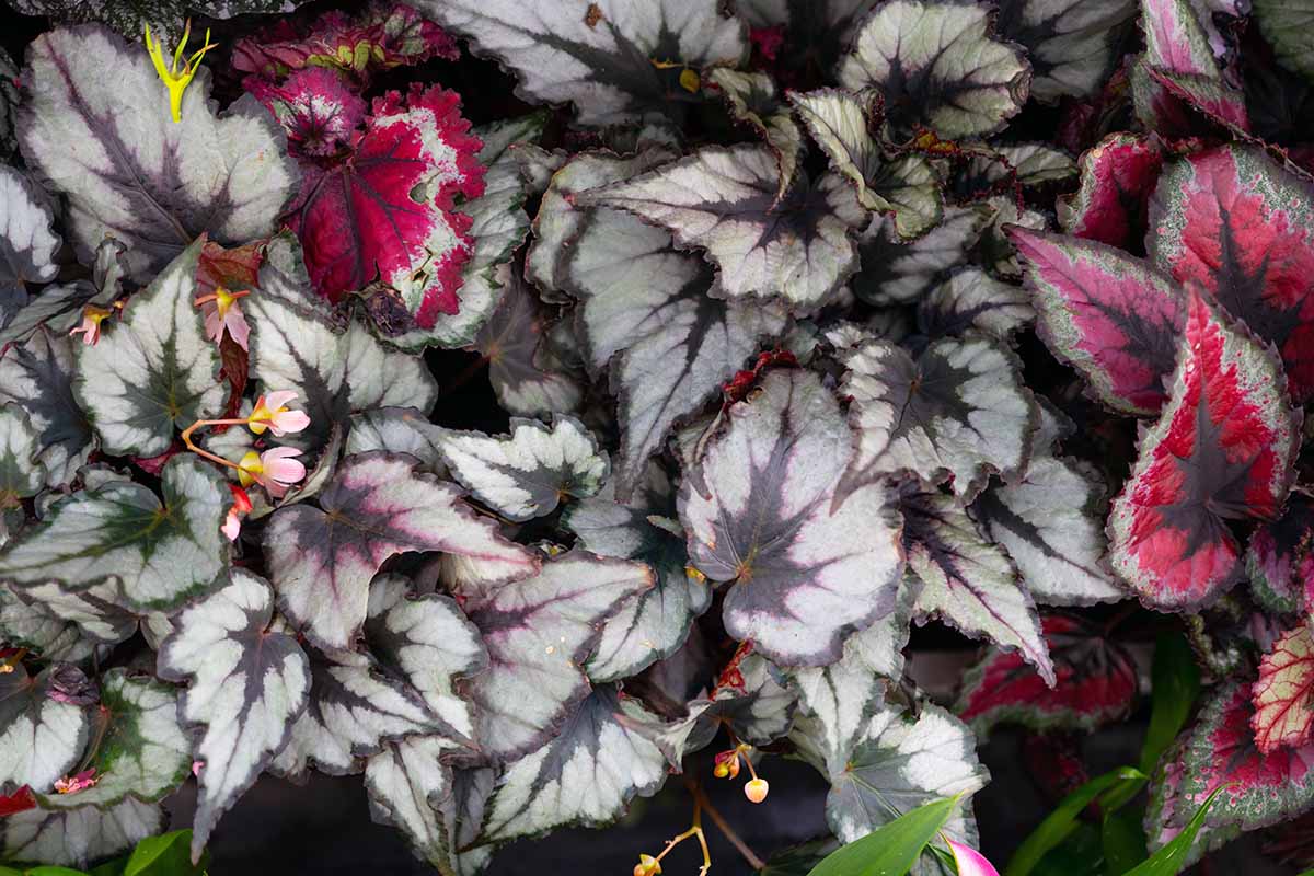 A close up horizontal image of dramatic variegated foliage of a begonia plant growing in a pot indoors.