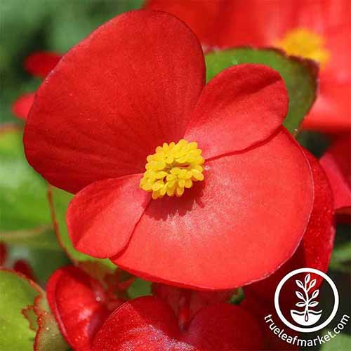 A close up square image of a red \'Vodka\' begonia flower pictured in bright sunshine. To the bottom right of the frame is a white circular logo with text.