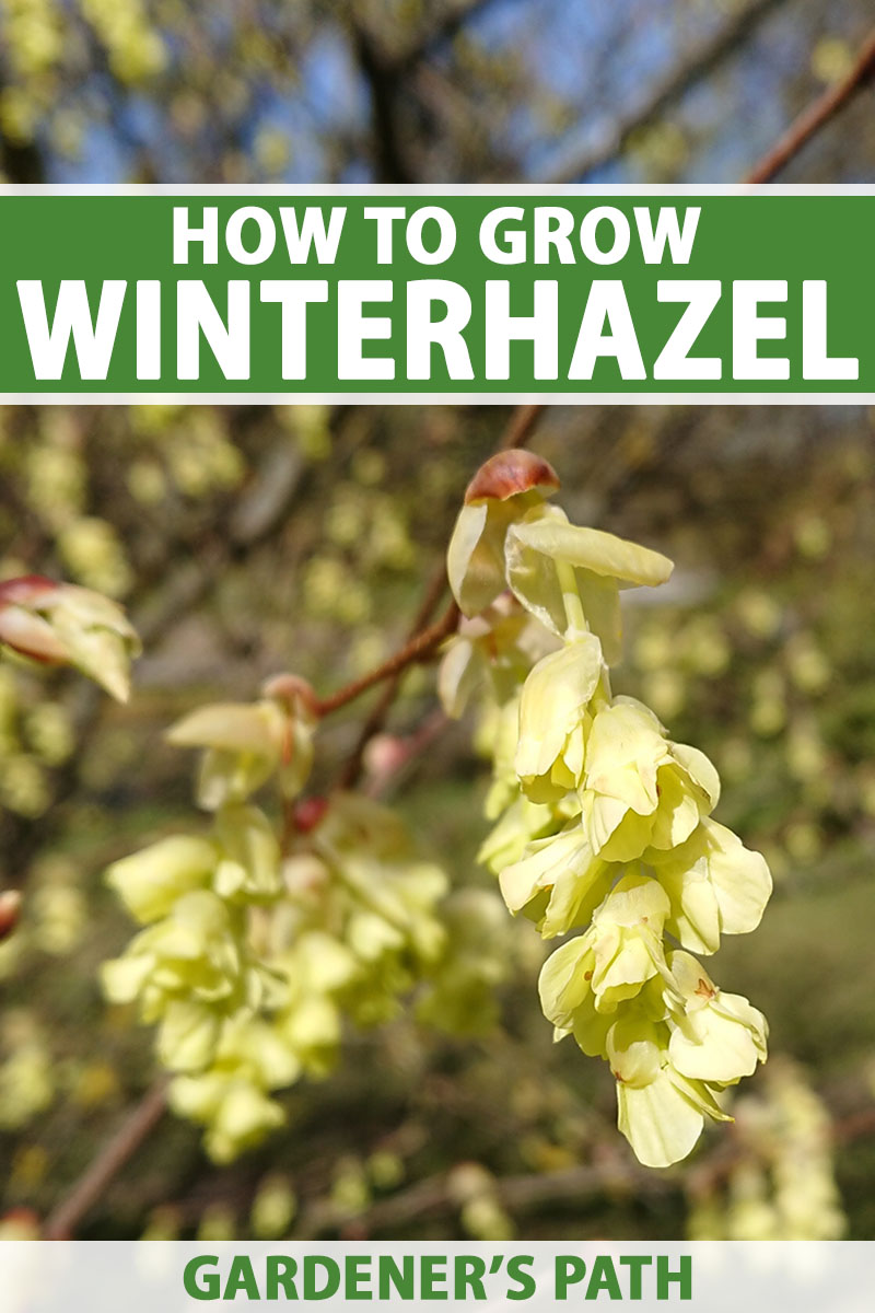 A vertical close-up shot of a yellow winterhazel shrub growing outside, pictured on a soft focus background. To the top and bottom of the frame is green and white printed text.