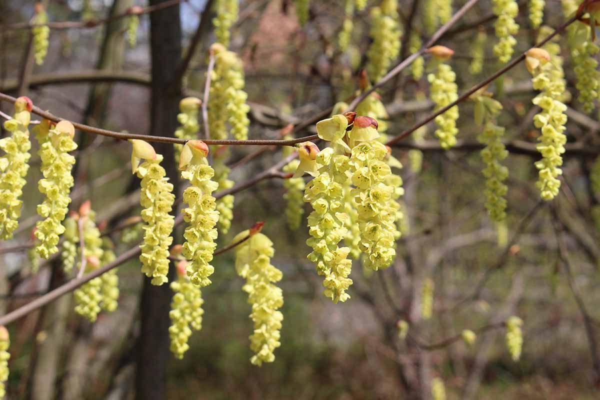 A horizontal shot of clusters of dangling yellow Chinese winterhazel blooms growing outdoors in St. Gallen, Switzerland.