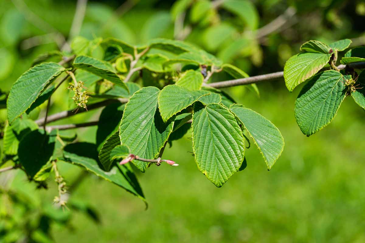 A horizontal image of Corylopsis spicata (winterhazel) growing green leaves in Arboretum Park in springtime.