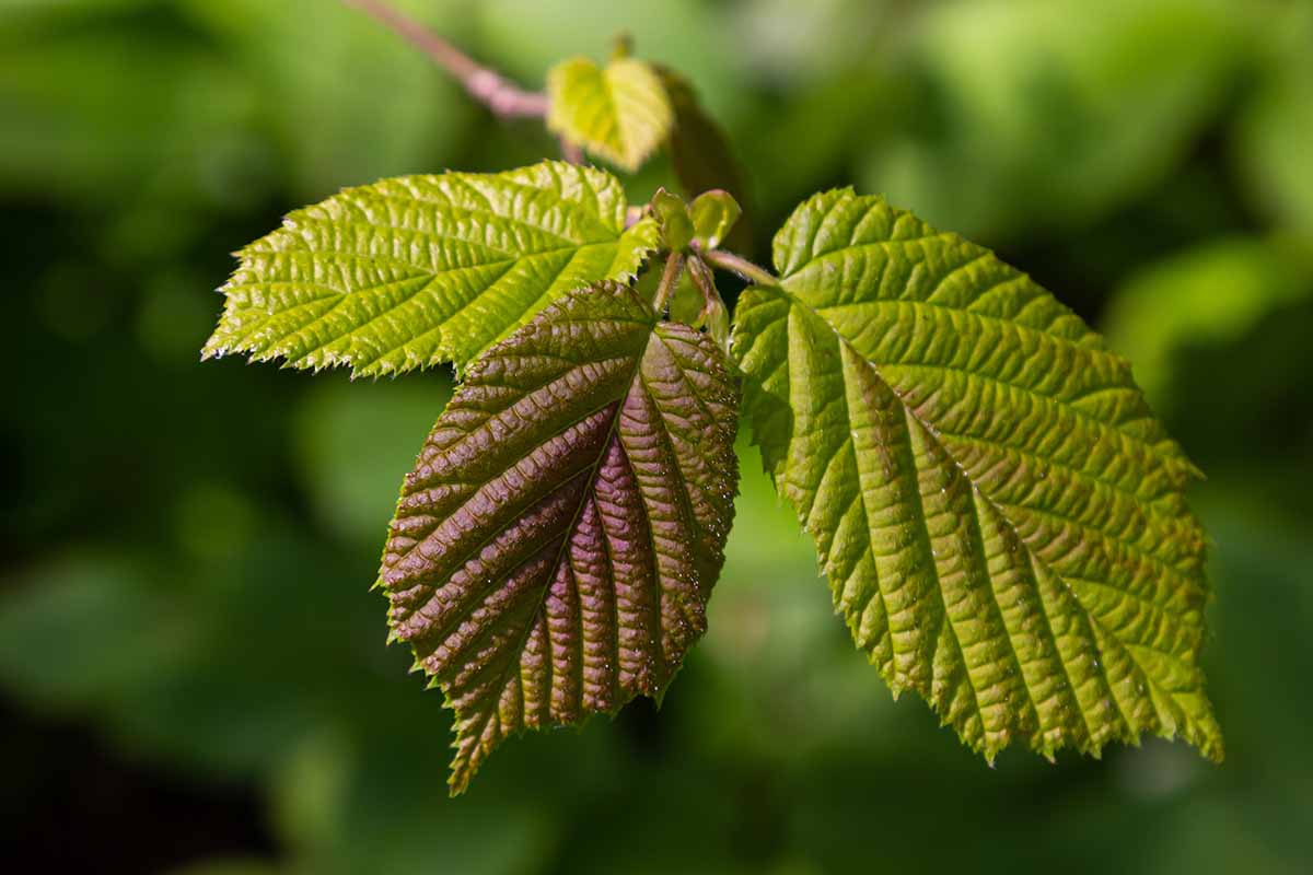 A horizontal closeup of fresh green hazel leaves growing from a branch in spring with translucent structures against a blurred background.