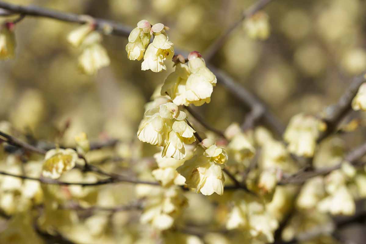 A close-up shot of cream to yellow pendant bell-shaped flowers of Corylopsis pauciflora (winterhazel) on naked branches in late winter.