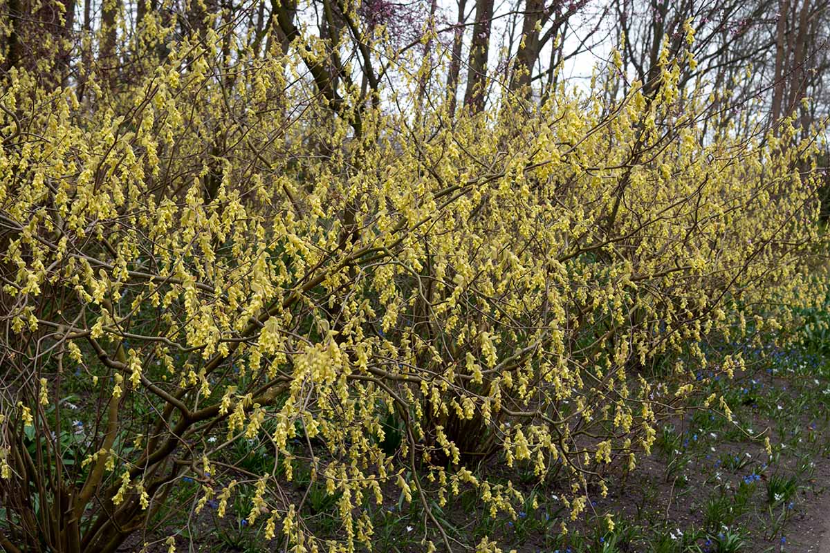 A horizontal shot of a line of Corylopsis sinensis (winterhazel) bushes bursting with yellow flowers at the edge of a forest.