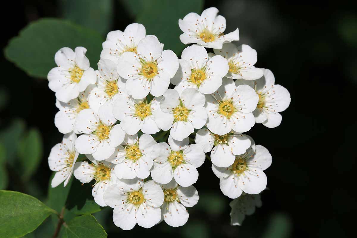 A top down close up of a clump of white birchleaf spirea flowers pictured on a soft focus background.