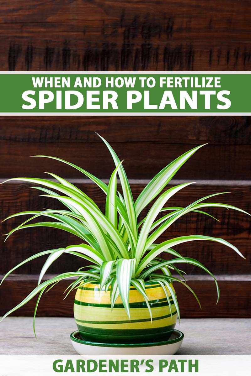 A vertical image of a small potted spider plant in a decorative container set on a wooden surface against a dark background. To the top and bottom of the frame is green and white printed text.