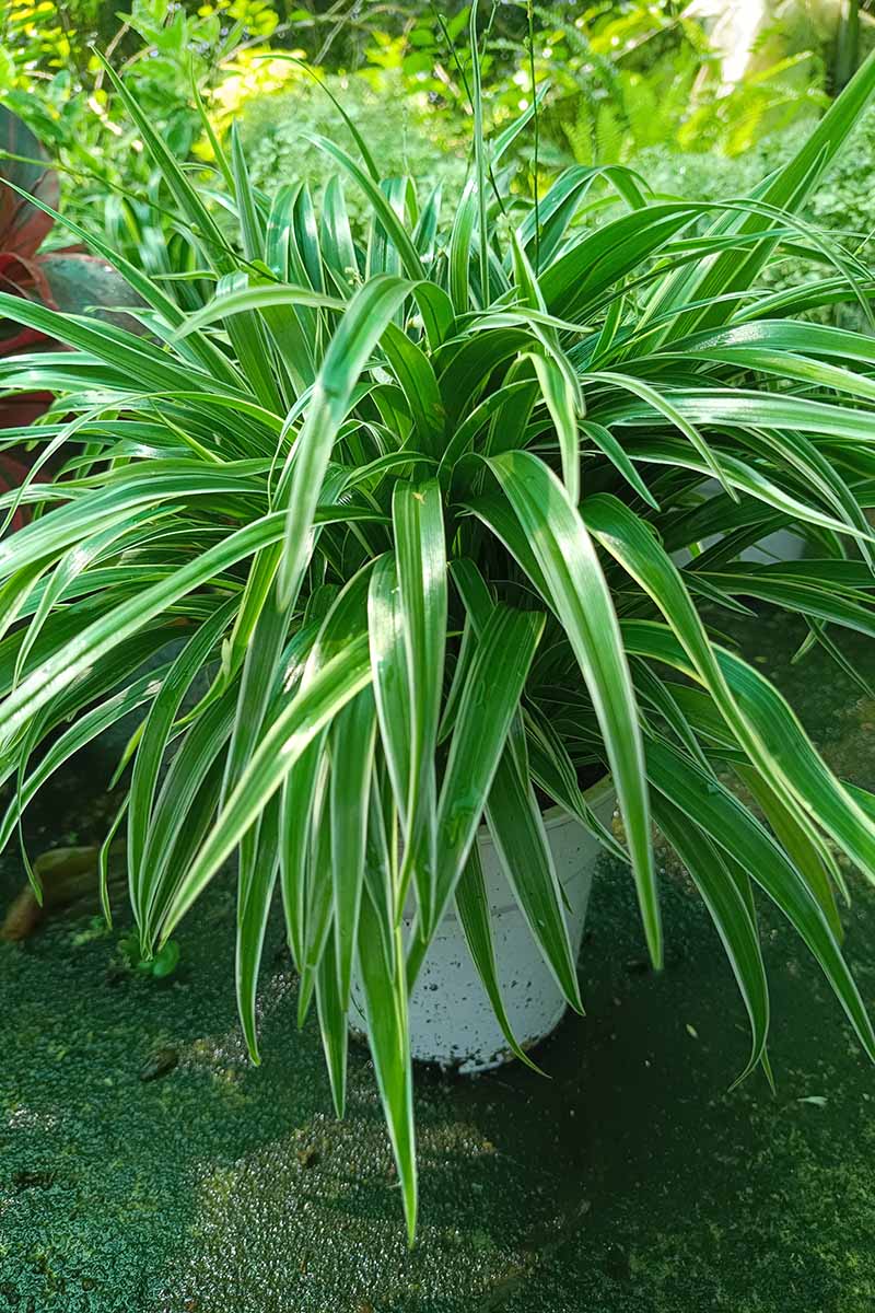 A close up vertical image of a large potted spider ivy (Chlorophytum comosum) growing outdoors.