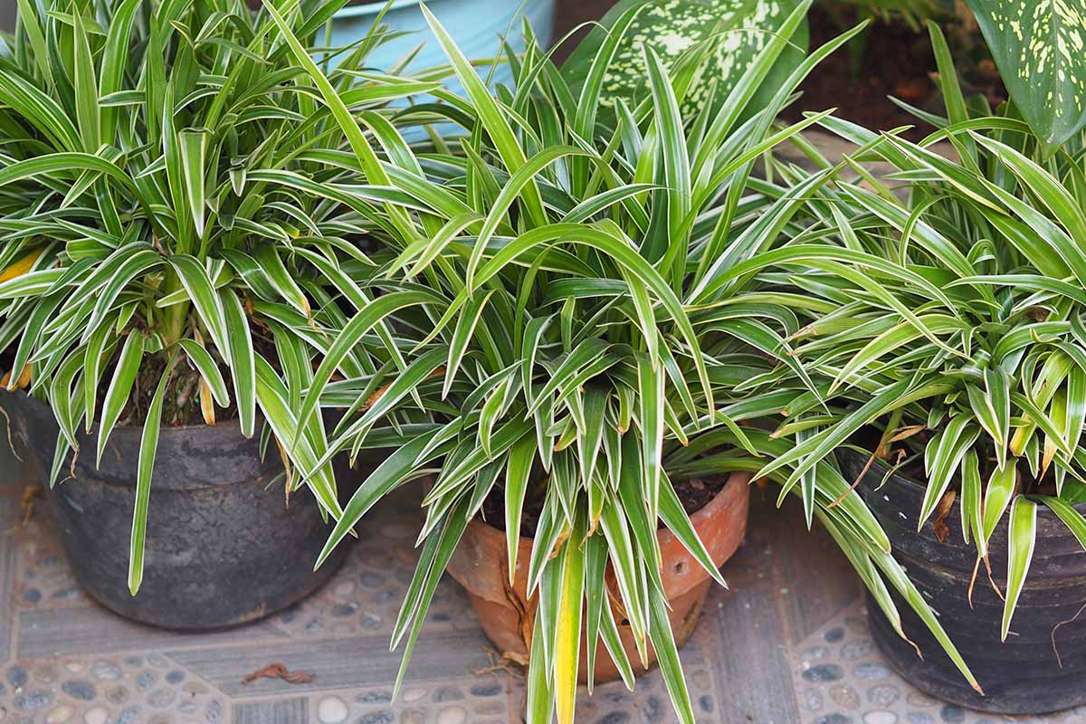 A close up horizontal image of three potted spider ivy (Chlorophytum comosum) in terra cotta pots set outside.