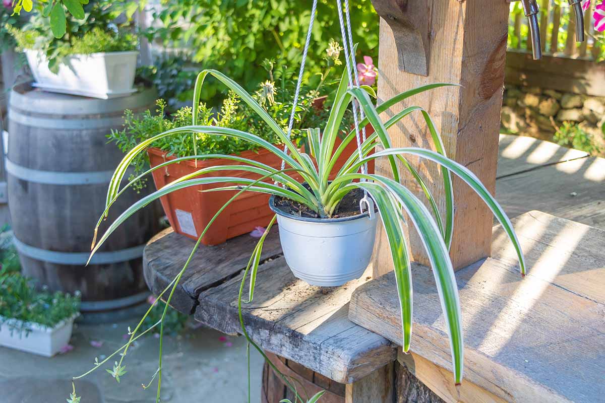 A close up horizontal image of a spider ivy (Chlorophytum comosum) in a hanging pot outdoors on a porch.