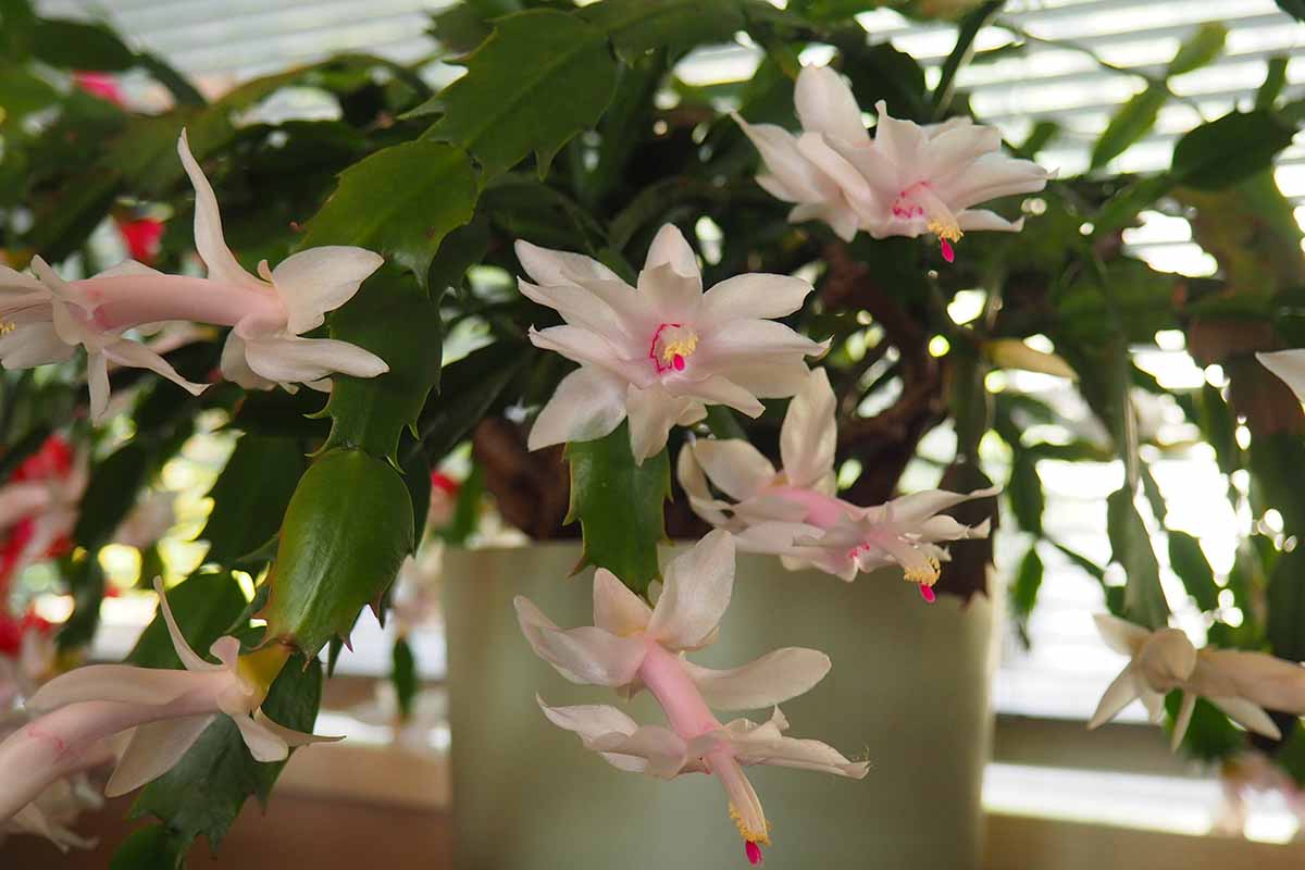 A horizontal shot of a holiday cactus in full bloom with pink flowers, growing in a white pot in front of the filtered light of a window.