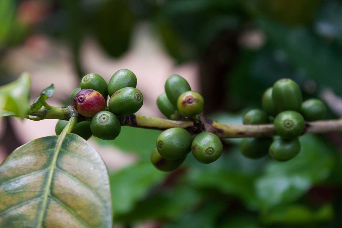 A close up horizontal image of unripe Coffea arabica fruits growing on the branch pictured on a soft focus background.