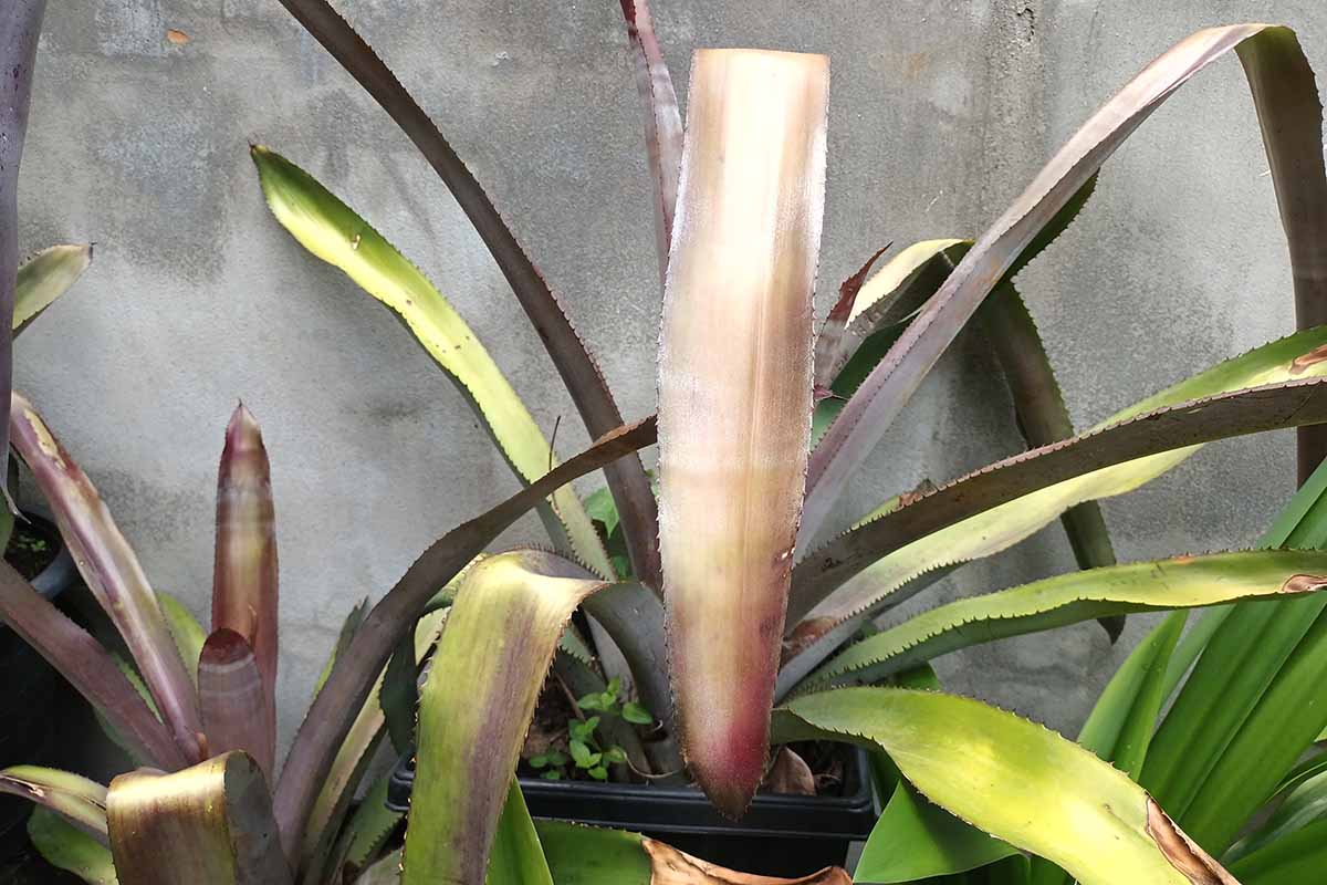 A close up horizontal image of a specimen in a pot outdoors that is starting to wither and die off.