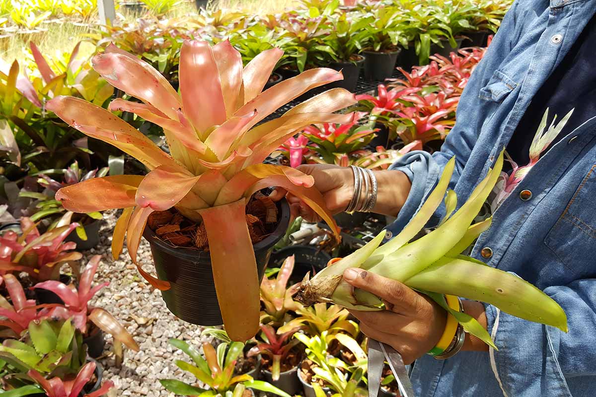 A close up horizontal image of a gardener separating a pup from a mature plant.