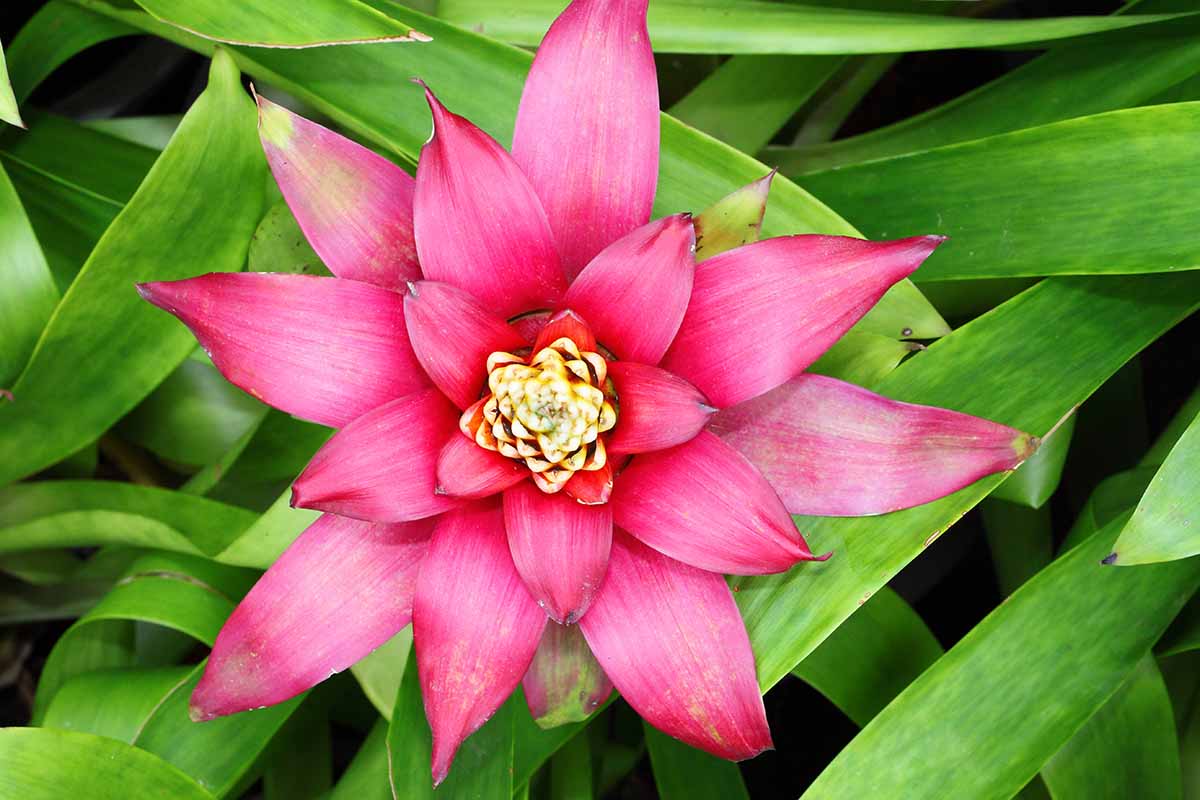 A close up horizontal top down image of a bright pink bromeliad inflorescence surrounded by green foliage.