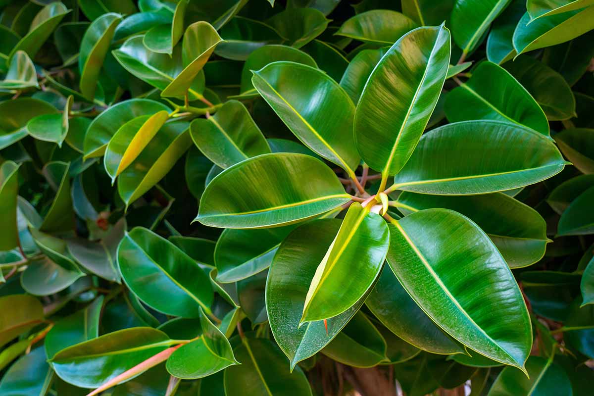 A vertical close up shot of a rubber plant (Ficus elastica) with thick, glossy green leaves.