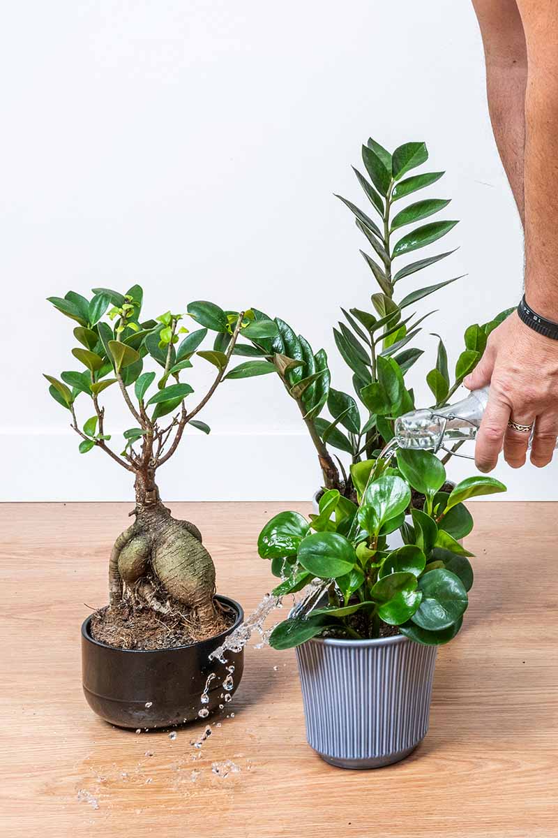 A vertical shot of a man watering three houseplants sitting on a wooden table with a clear, glass water bottle.