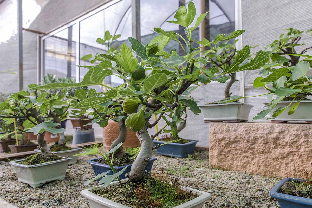 A horizontal shot of a fig plant that has been trained in a bonsai shape. In the background are other plants in bonsai pots.