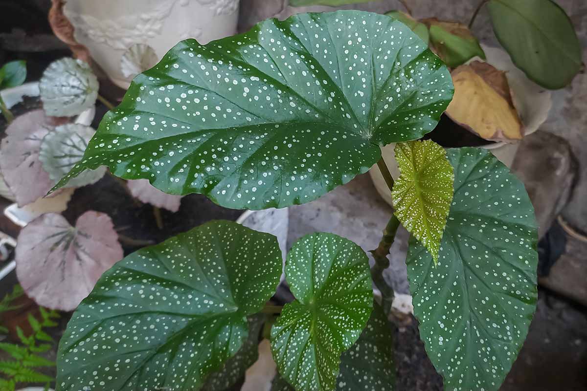 A close up horizontal image of the green, spotted foliage of Begonia \'Corallina de Lucerna\' growing in a pot indoors.