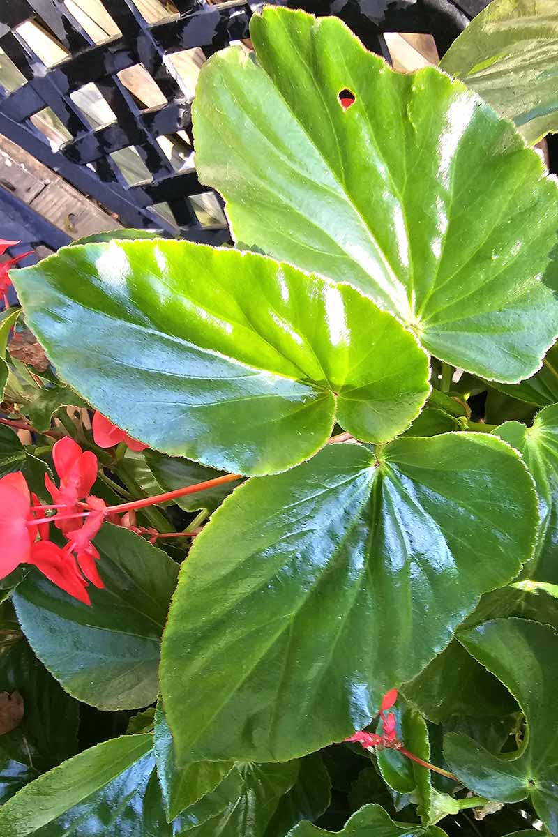 A close up vertical image of the glossy green foliage of an angel-wing begonia with sunlight on the leaves.
