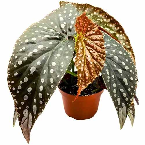 A close up of a \'Raven\' angel-wing begonia with spotted foliage growing in a small pot isolated on a white background.