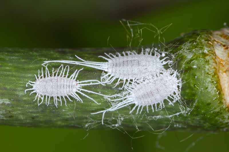 A close up horizontal image of long-tailed mealybugs feeding on a green leaf.