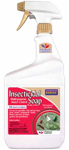 A vertical image of a red, gold, and white bottle of Bonide\'s insecticidal soap placed in front of a white background.