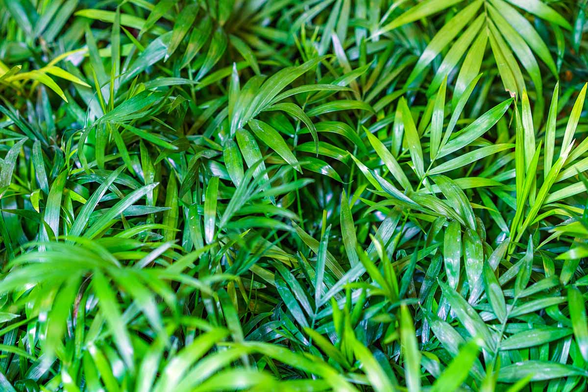 A horizontal image of glossy, damp bamboo palm foliage reflecting indoor light.