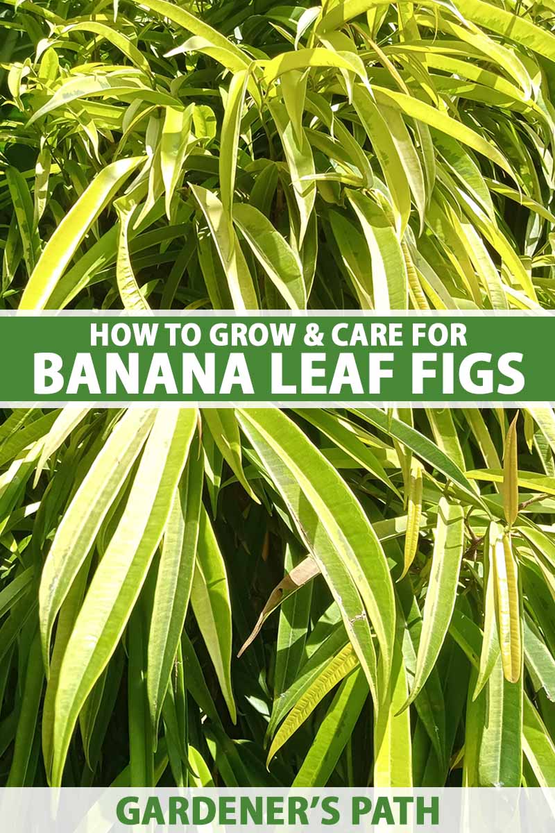 A vertical shot of yellowish green Ficus maclellandii leaves growing in a bunch in a sunny outdoor setting.