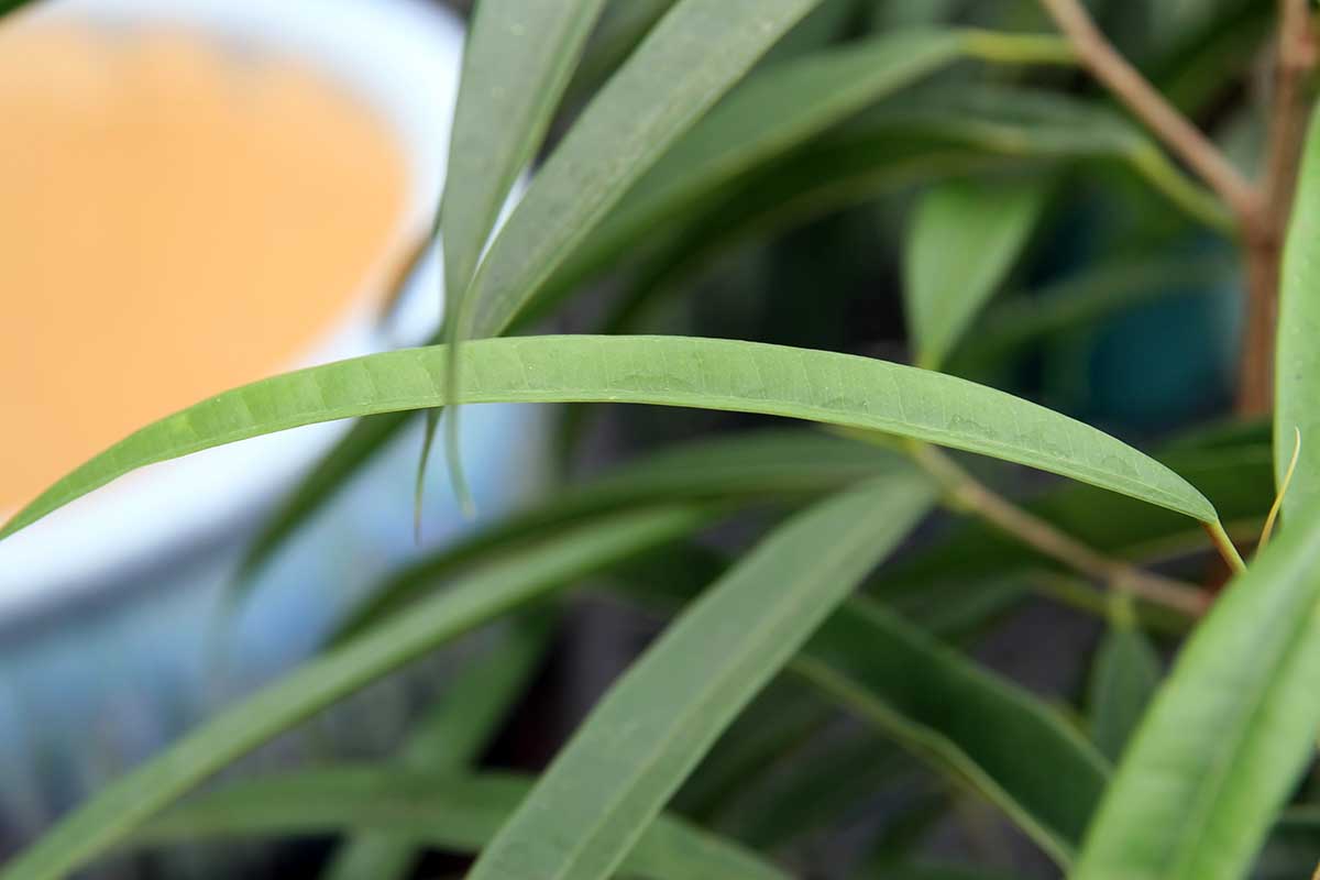 A horizontal closeup of the pale green foliage of a banana leaf fig. The left part of the background is a white pot, the right part of the background is the rest of the plant.